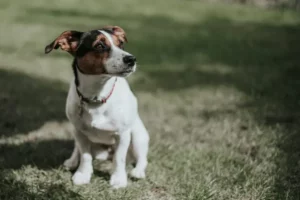 Chien Jack Russell attentif assis dans l'herbe en extérieur.